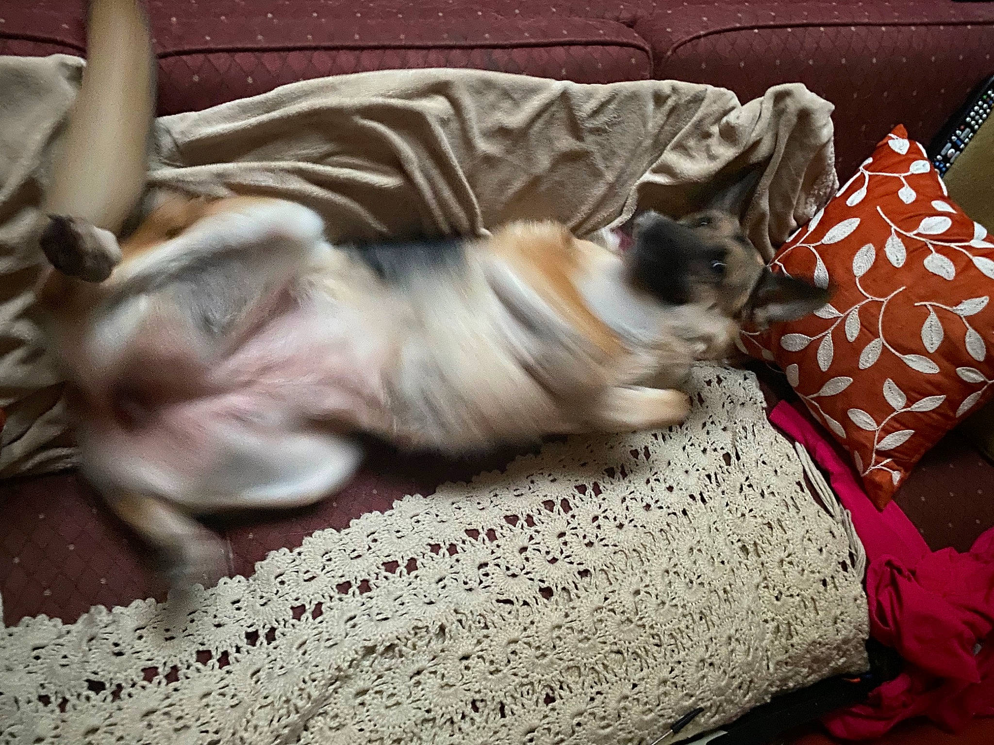 Amelia is registered to the contest to win money with this photo: bed, bed_sheet, bedding, canidae, carnivore, cat, comfort, companion_dog, dog, dog_breed, fawn, felidae, flooring, fur, linens, paw, small_to_medium_sized_cats, snout, sporting_group, whiskers