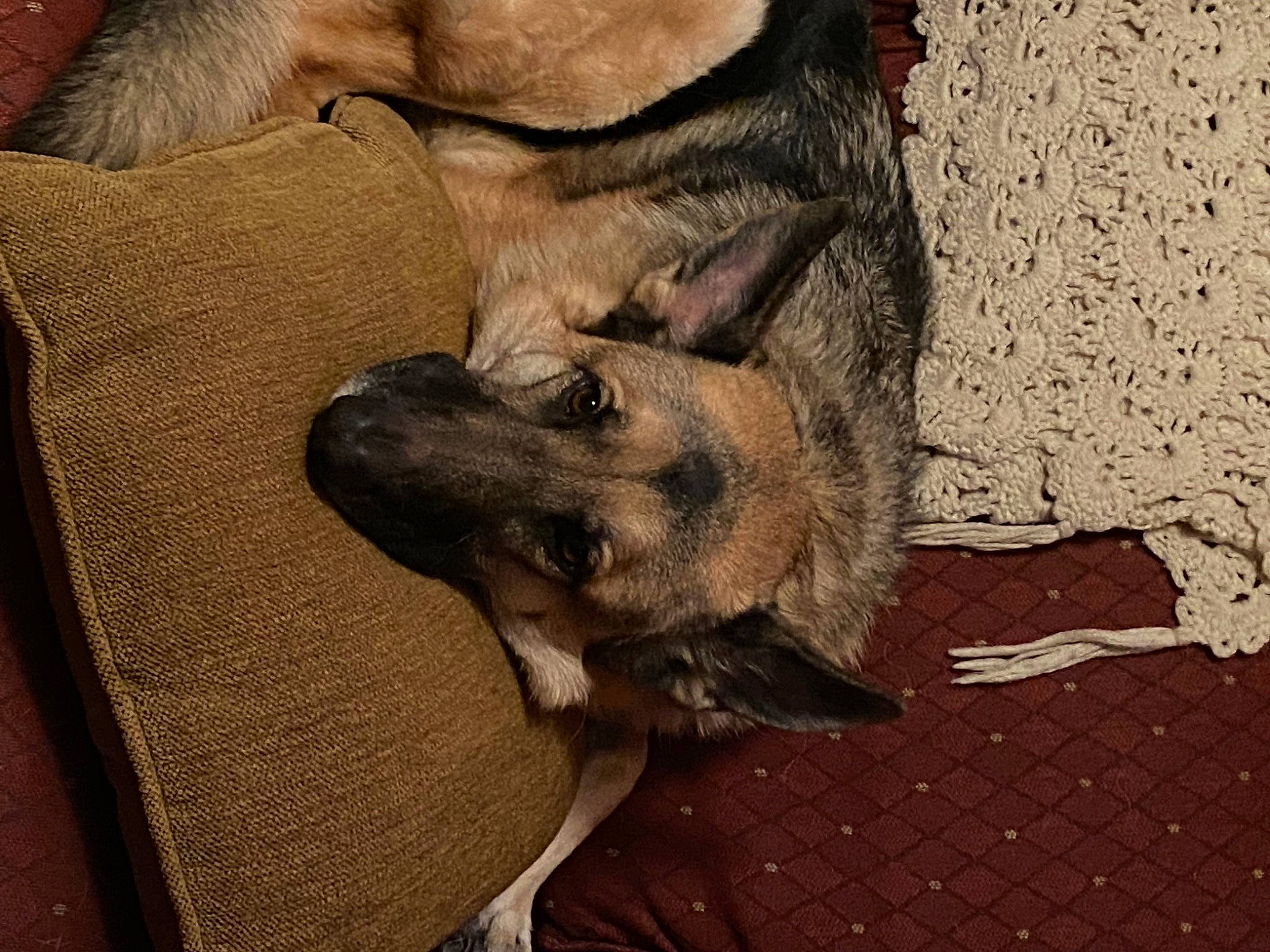 Amelia joined the competition — help win amazing prizes! canidae, carnivore, claw, comfort, companion_dog, dog, dog_breed, fawn, flooring, foot, fur, liver, nap, paw, sleep, snout, sporting_group, terrestrial_animal, wood, working_animal