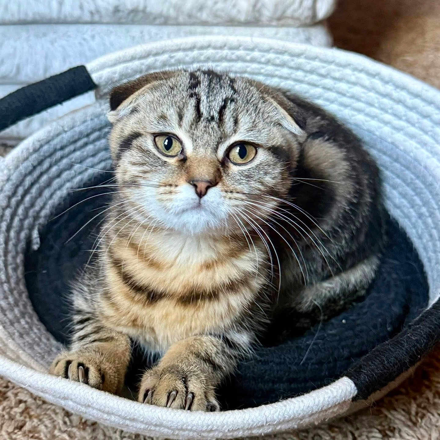 Biscuit joined the competition — help win amazing prizes! animal, basket, carpet, cat, cozy, curious, cute, ears, feline, fur, home, indoor, looking, paws, pet, resting, scottish_fold, striped, tabby, whiskers
