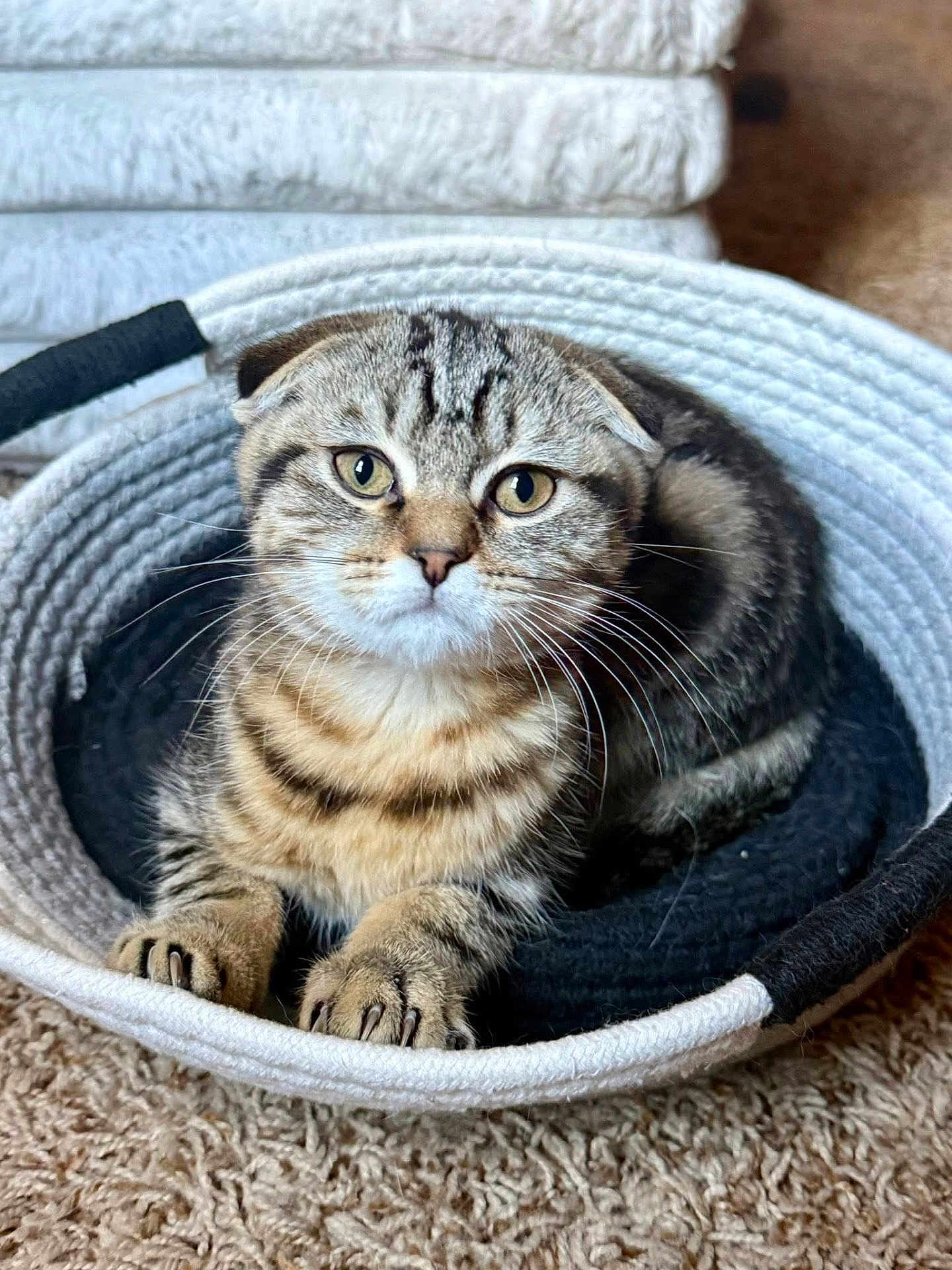 Biscuit