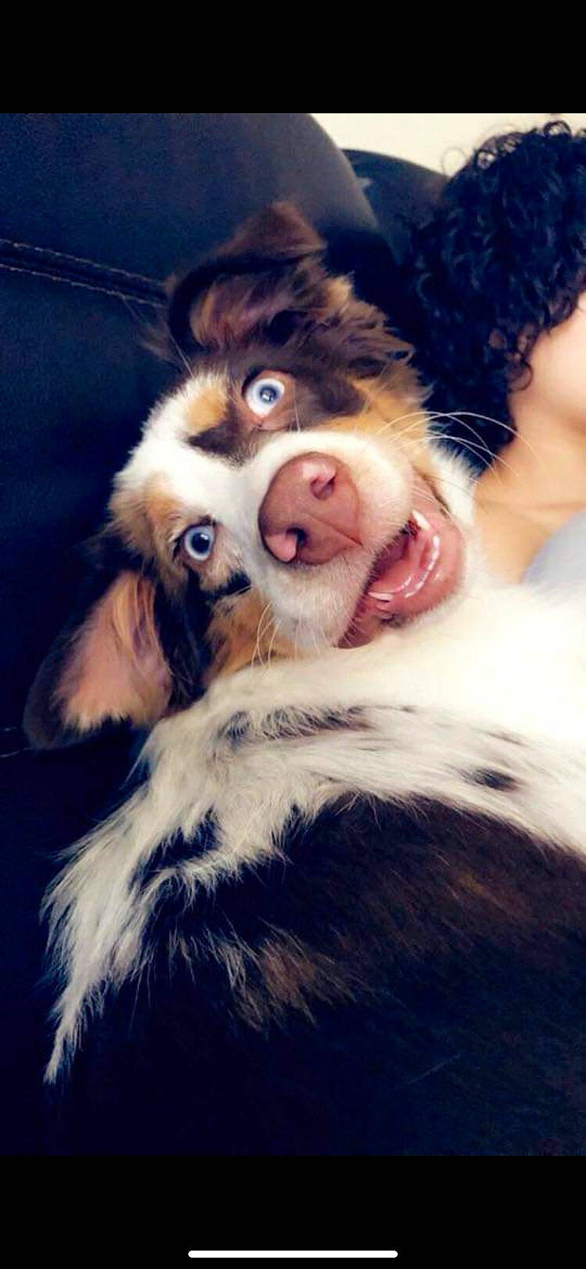 Ariel joined the competition — help win amazing prizes! australian_shepherd, bernese_mountain_dog, canidae, carnivore, companion_dog, dog, dog_breed, fur, miniature_australian_shepherd, nose, puppy, puppy_love, rare_breed_dog, snout