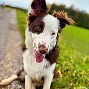 Dina participe au concours pour gagner de l'argent avec cette photo : dog, border_collie, puppy, pet, animal, sitting, tongue_out, floppy_ears, brown_and_white, portrait, outdoor, country_path, grass, green_field, countryside, nature, daylight, blurred_background, happy, close_up