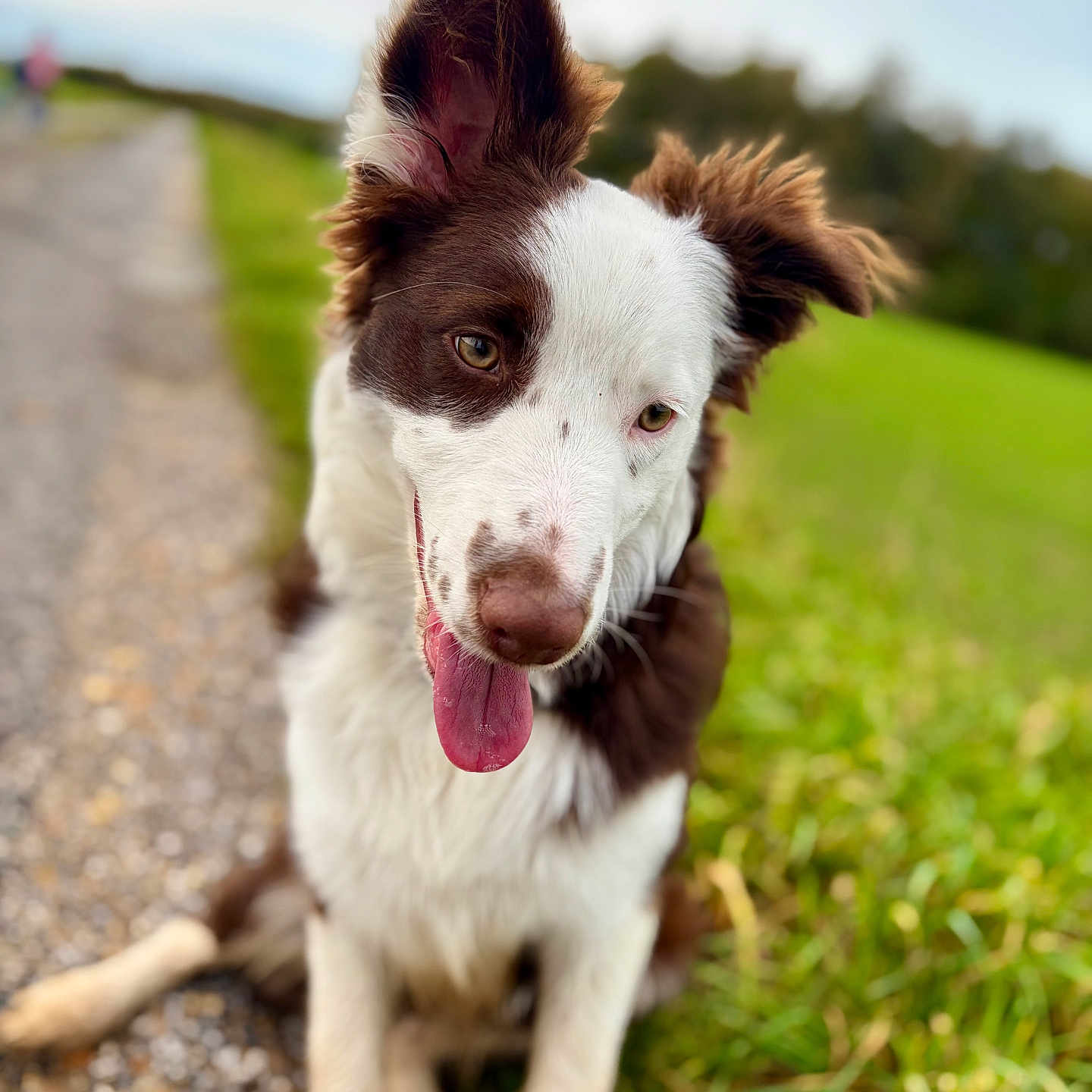 Dina participe au concours pour gagner de l'argent avec cette photo : dog, border_collie, puppy, pet, animal, sitting, tongue_out, floppy_ears, brown_and_white, portrait, outdoor, country_path, grass, green_field, countryside, nature, daylight, blurred_background, happy, close_up
