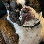 Louie is registered to the contest to win money with this photo: dog, bulldog, brindle, white_coat, wrinkled_face, floppy_ears, brown_eyes, close_up, portrait, pet, collar, name_tag, indoor, couch, seated, relaxed, looking_at_camera, short_snout, companion_animal, photography