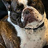 dog, bulldog, brindle, white_coat, wrinkled_face, floppy_ears, brown_eyes, close_up, portrait, pet, collar, name_tag, indoor, couch, seated, relaxed, looking_at_camera, short_snout, companion_animal, photography