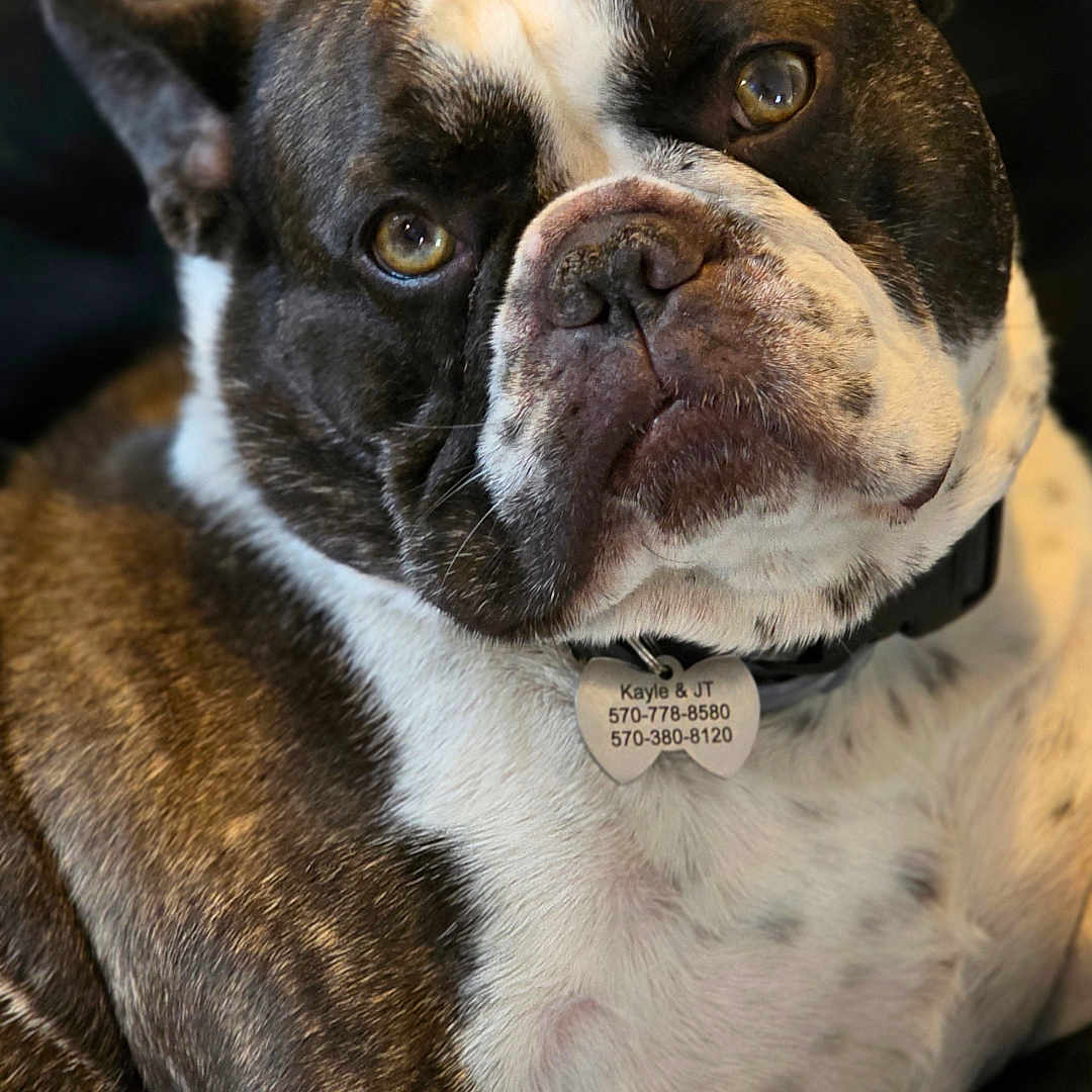 Louie