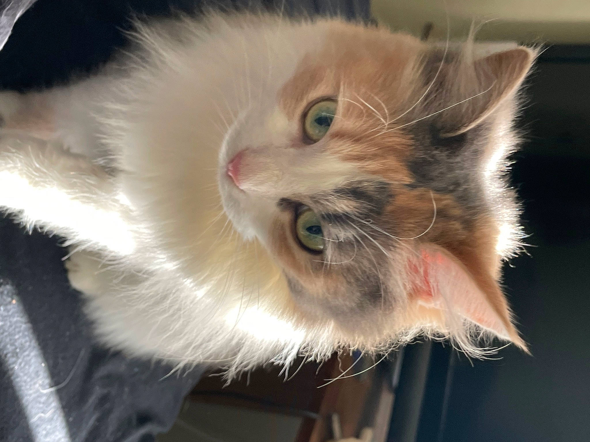 Venice is registered to the contest to win money with this photo: carnivore, cat, claw, domestic_short_haired_cat, ear, fang, fawn, felidae, fur, iris, paw, plant, small_to_medium_sized_cats, snout, tail, terrestrial_animal, whiskers