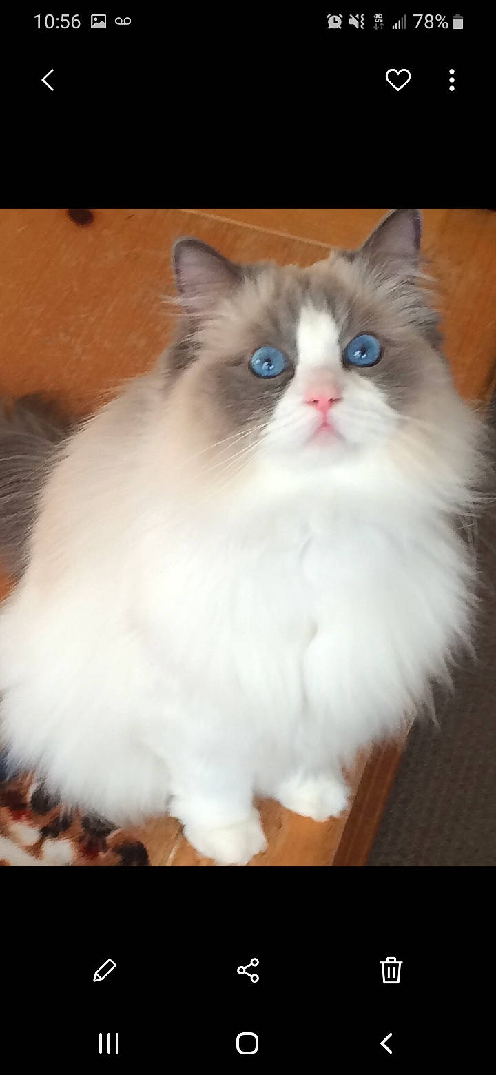 Lucy joined the competition — help win amazing prizes! carnivore, cat, fawn, felidae, fur, iris, paw, small_to_medium_sized_cats, snout, tail, whiskers