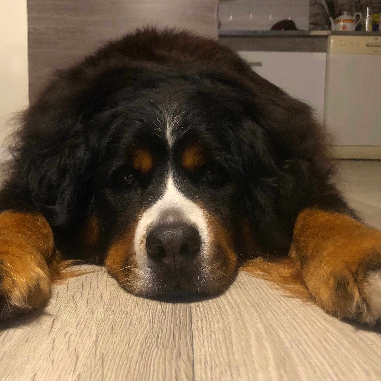 Shanel a rejoint le concours — aidez-le/la à gagner de superbes lots ! animal, appliance, canine, cockerspaniel, device, dog, electricaldevice, hardwood, hound, indoors, interiordesign, kitchen, person, pet, puppy, refrigerator, saintbernard, sleeping, snout, wood
