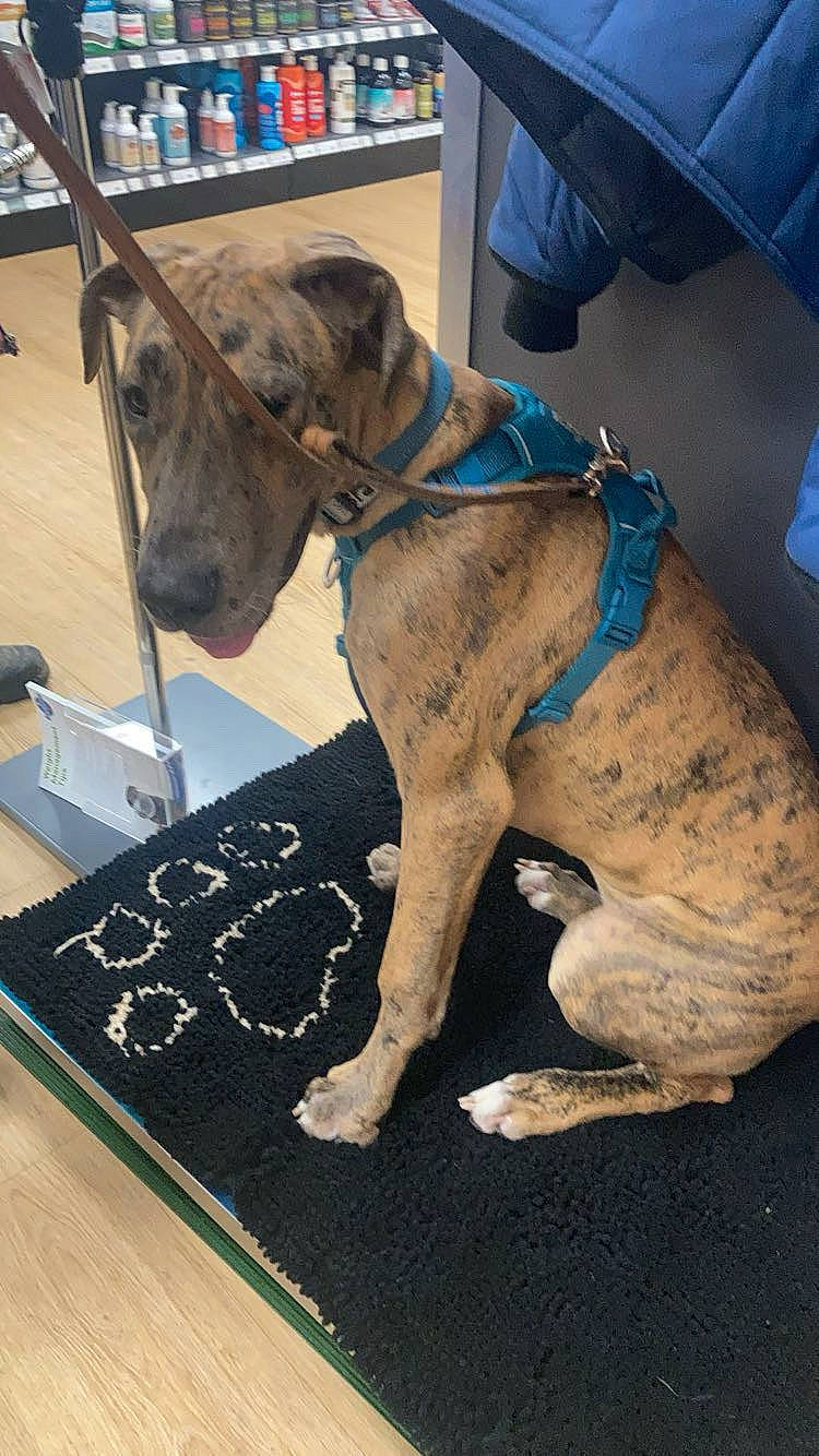 accessories, animal, boxer, bulldog, canine, doctor, dog, dogbed, greatdane, grocerystore, homedecor, hound, leash, person, pet, policedog, puppy, shop, snout, strap