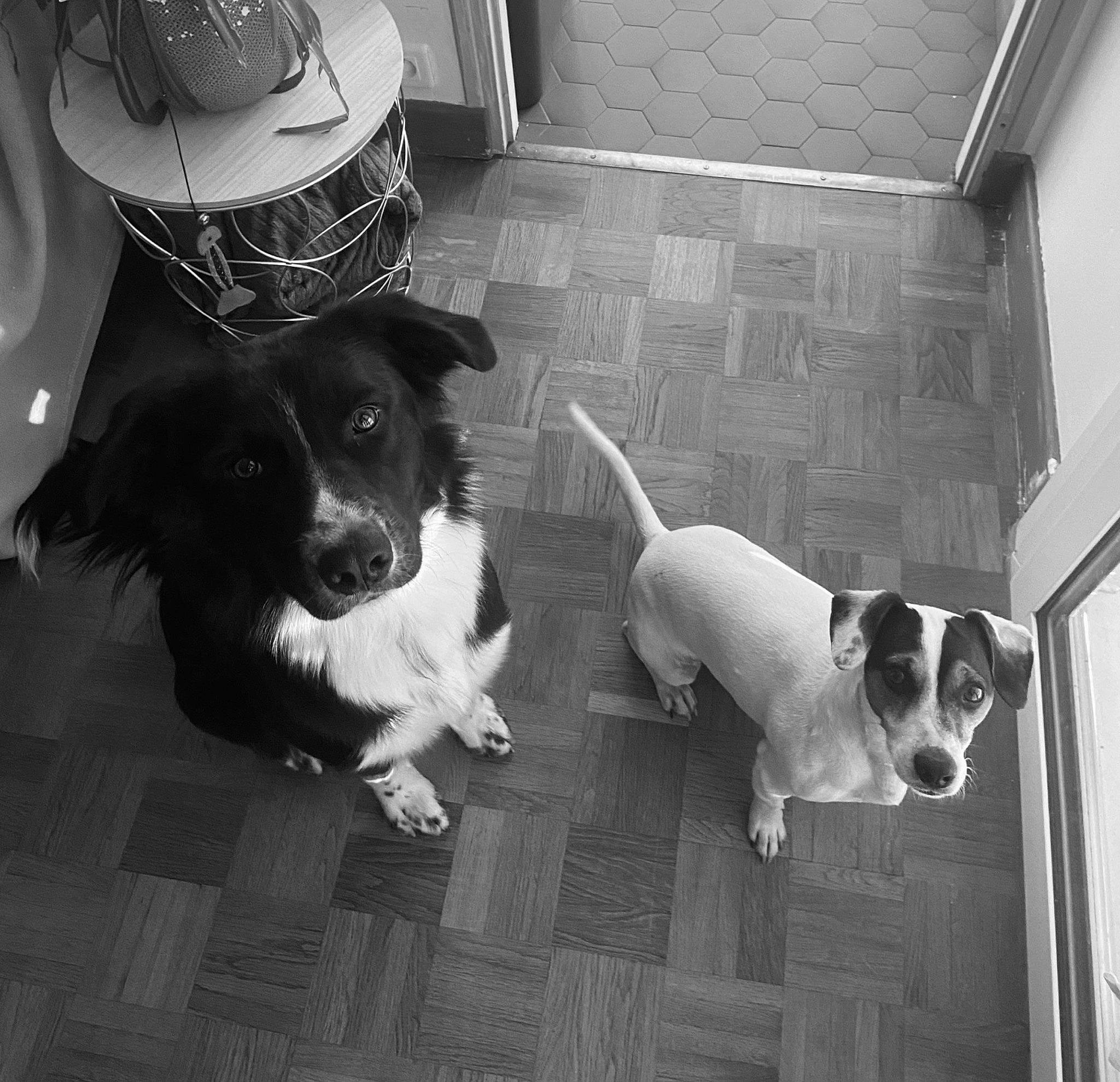 Thäo participe au concours pour gagner de l'argent avec cette photo : black, black_and_white, canidae, carnivore, chair, collar, companion_dog, dog, dog_breed, floor, flooring, hat, monochrome, monochrome_photography, snout, sporting_group, tail, toy_dog, white, working_animal