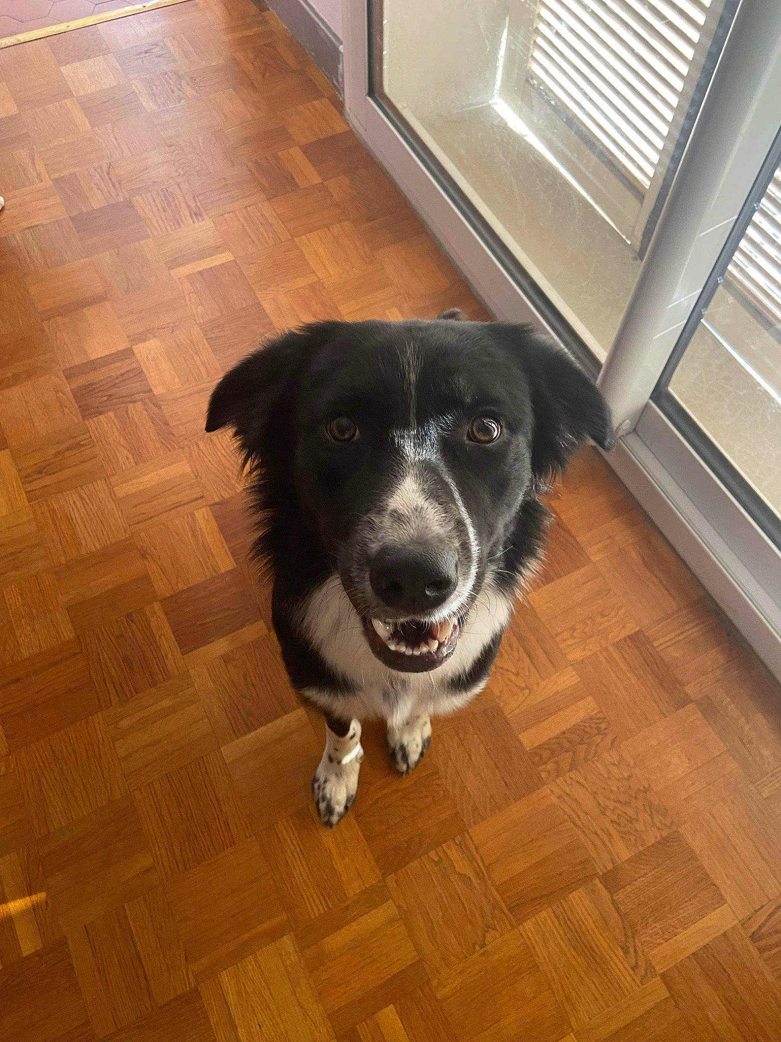 Thäo a rejoint le concours — aidez-le/la à gagner de superbes lots ! border_collie, carnivore, companion_dog, dog, dog_breed, floor, flooring, fur, hardwood, laminate_flooring, plank, tile_flooring, varnish, whiskers, wood, wood_flooring, wood_stain, working_animal, working_dog
