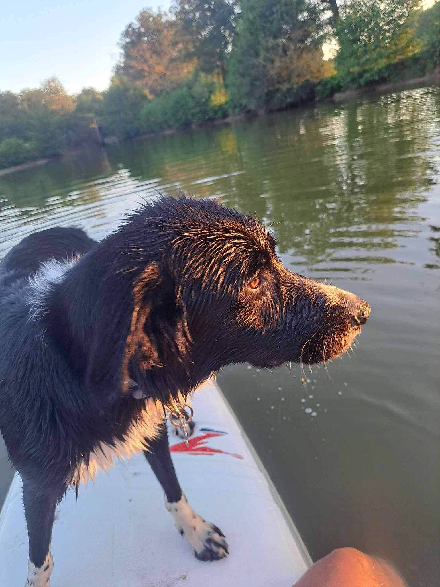 Thäo a rejoint le concours — aidez-le/la à gagner de superbes lots ! airedale_terrier, canidae, carnivore, companion_dog, dog, dog_breed, gun_dog, lake, liver, plant, reflection, sky, snout, sporting_group, tail, tree, water, water_resources, working_animal, working_dog