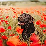 Bella a rejoint le concours — aidez-le/la à gagner de superbes lots ! dog, black_dog, flower_field, poppies, outdoor, nature, grass, happy, tongue_out, pet, animal, summer, sunshine, blurred_background, greenery, canine, sitting, muzzle, closeup, portrait