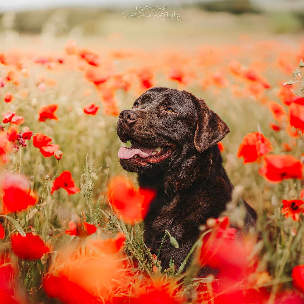 Bella a rejoint le concours — aidez-le/la à gagner de superbes lots ! animal, black_dog, blurred_background, canine, closeup, dog, flower_field, grass, greenery, happy, muzzle, nature, outdoor, pet, poppies, portrait, sitting, summer, sunshine, tongue_out
