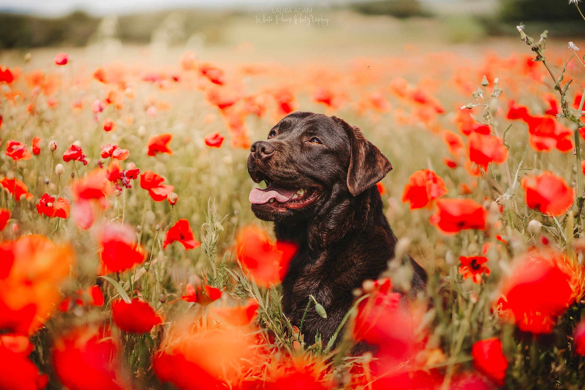 Bella a rejoint le concours — aidez-le/la à gagner de superbes lots ! dog, black_dog, flower_field, poppies, outdoor, nature, grass, happy, tongue_out, pet, animal, summer, sunshine, blurred_background, greenery, canine, sitting, muzzle, closeup, portrait