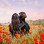 Bella a rejoint le concours — aidez-le/la à gagner de superbes lots ! person, dog, flower_field, poppies, outdoor, nature, sunset, pet, animal, grass, sky, back_view, brown_dog, long_hair, holding, summer, peaceful, scenery, countryside, landscape