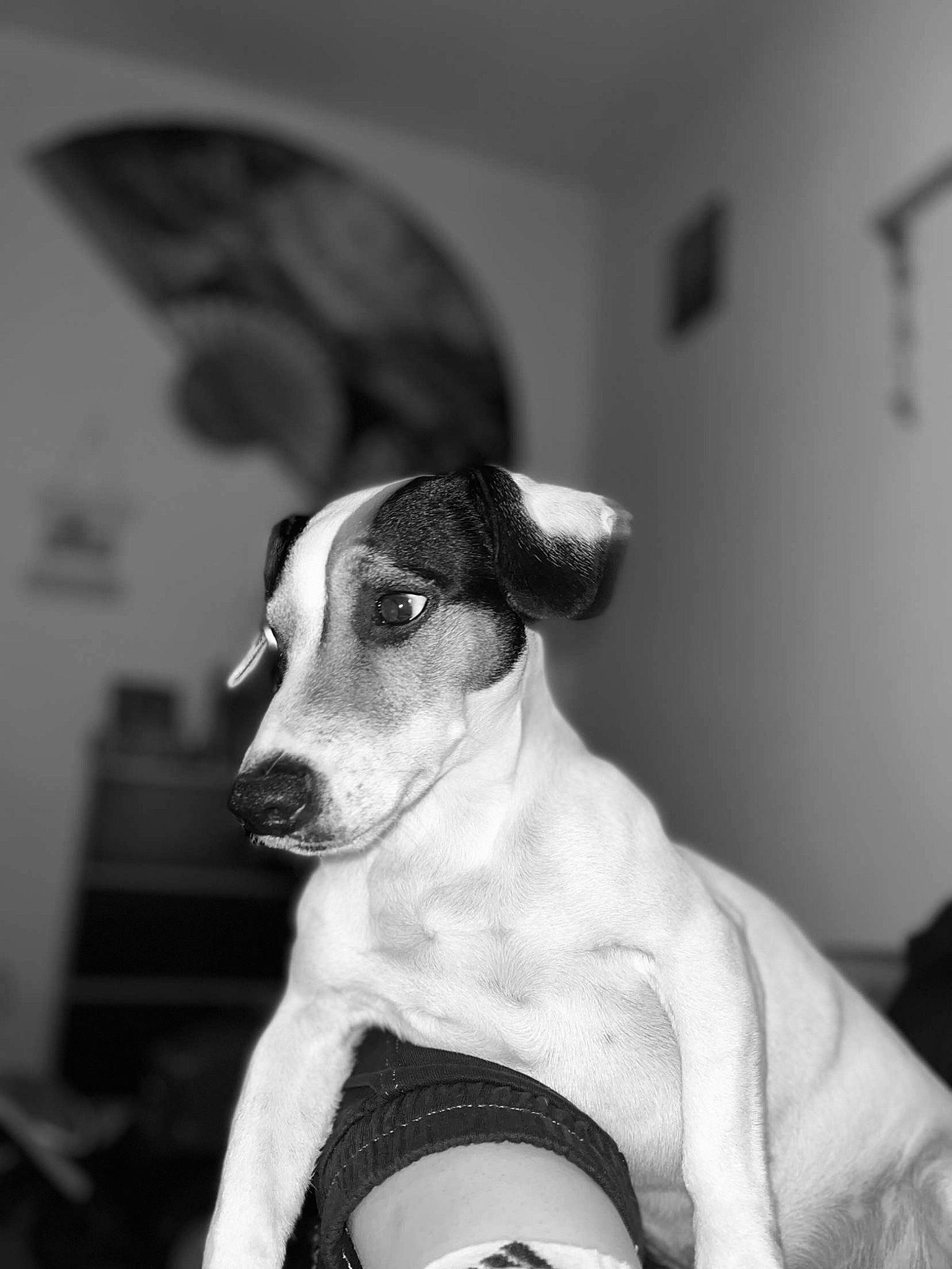 Cador a rejoint le concours — aidez-le/la à gagner de superbes lots ! black_and_white, canidae, carnivore, collar, companion_dog, dog, dog_breed, dog_collar, ear, fawn, fur, monochrome, monochrome_photography, sighthound, snout, sporting_group, terrestrial_animal, toy_dog, whiskers, working_animal