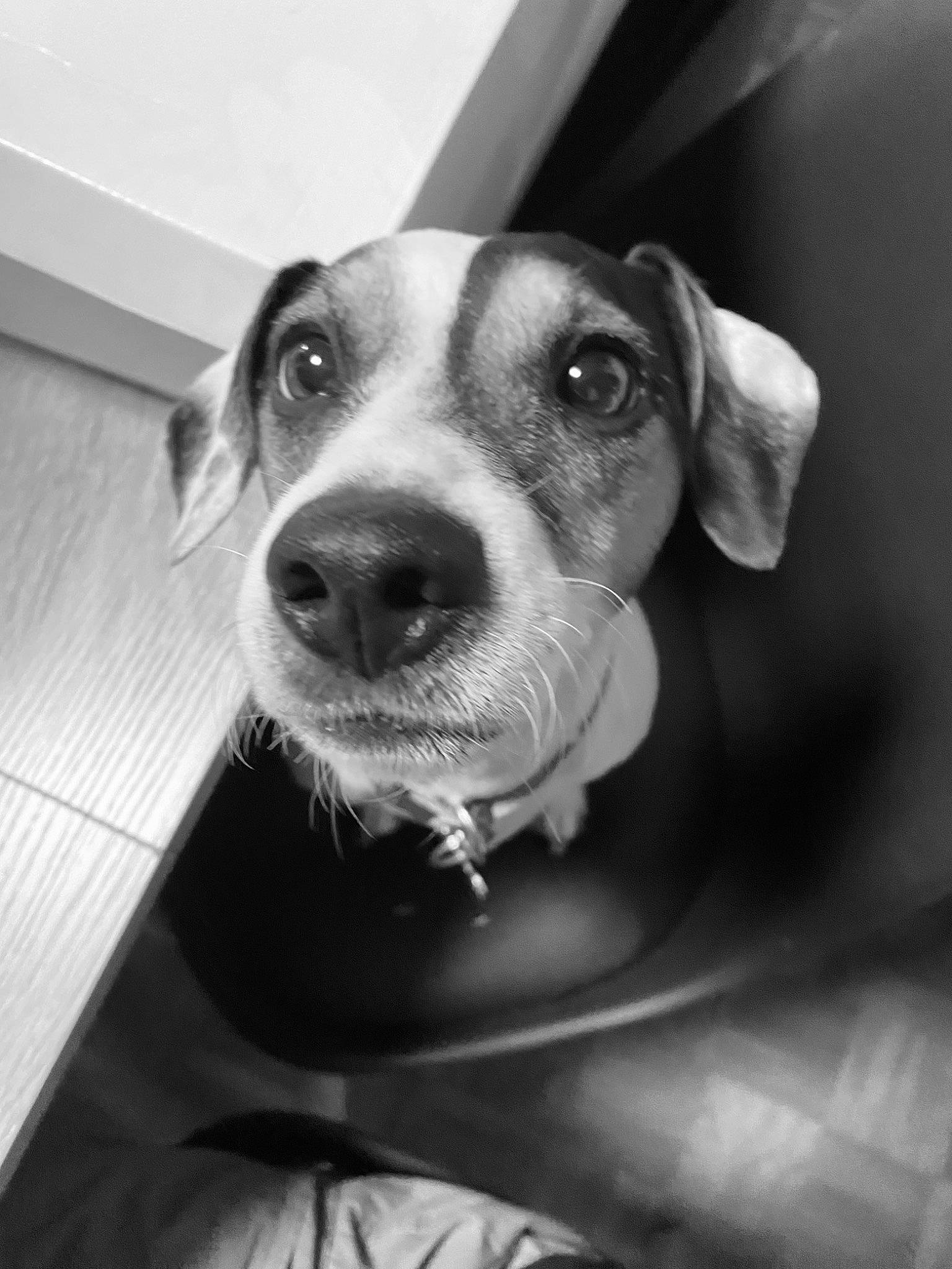 Cador participe au concours pour gagner de l'argent avec cette photo : black_and_white, canidae, carnivore, collar, companion_dog, dog, dog_breed, ear, eyewear, fawn, fur, monochrome, monochrome_photography, smile, snout, sporting_group, style, whiskers, working_animal