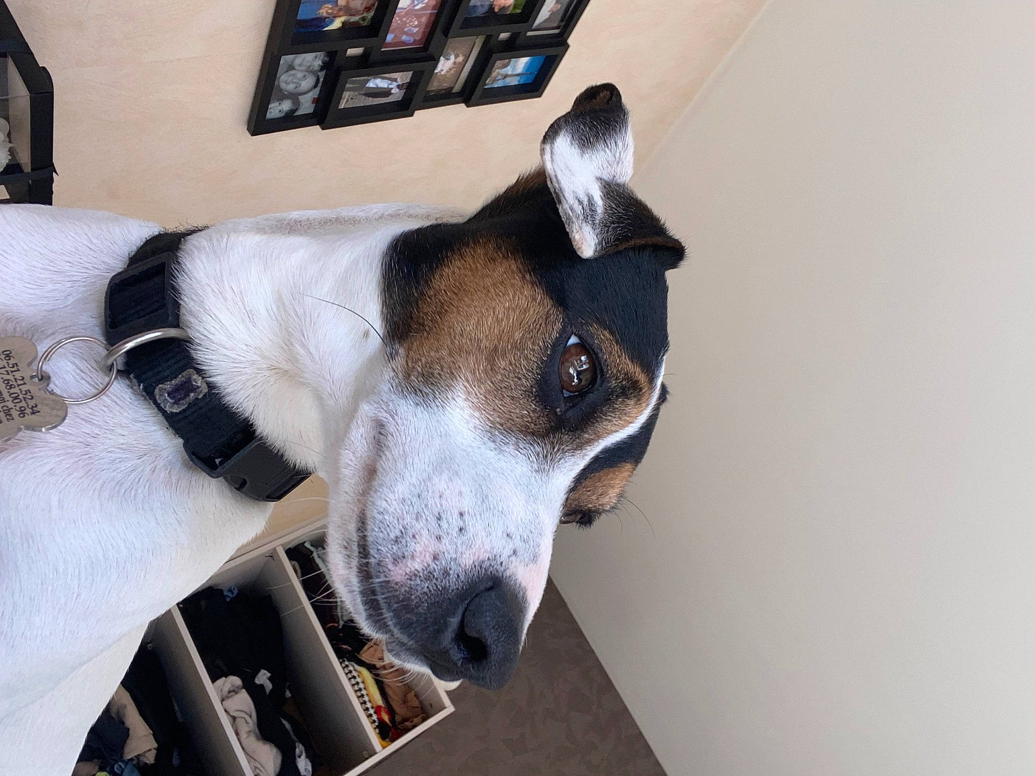 Cador participe au concours pour gagner de l'argent avec cette photo : canidae, carnivore, collar, companion_dog, dog, dog_breed, dog_collar, dog_supply, fawn, non_sporting_group, pet_supply, snout, sporting_group, terrestrial_animal, whiskers, working_animal