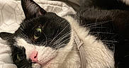 Hotdog is registered to the contest to win money with this photo: animal, bed, black_and_white, blanket, cat, close_up, collar, cozy, cute, domestic_cat, feline, fur, indoor, lying_down, pet, pink_nose, relaxed, sleepy, soft, whiskers