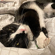 Hotdog is registered to the contest to win money with this photo: cat, black_and_white, pet, feline, whiskers, green_eyes, pink_nose, blanket, bed, cozy, indoor, resting, cute, close_up, soft_lighting, fur, animal, domestic, relaxed, sleepy