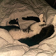 Hotdog is registered to the contest to win money with this photo: animal, bed, black_and_white, blanket, cat, comfort, cozy, cute, domestic, feline, fur, indoor, paw, pet, relaxed, resting, sleeping, soft, warm, whiskers