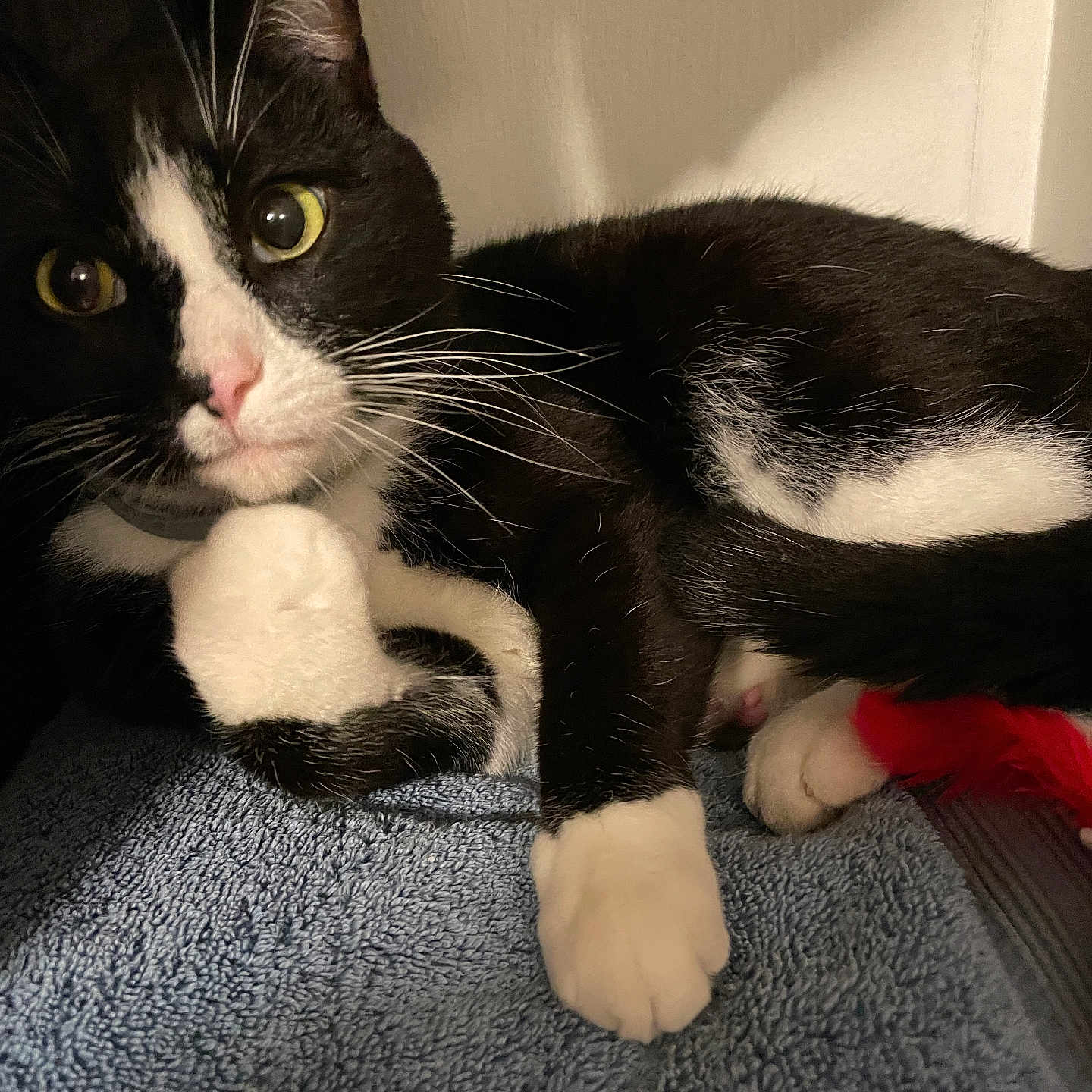 Hotdog joined the competition — help win amazing prizes! animal, black_and_white, cat, close_up, curious, domestic_cat, feline, fur, indoor, paw, pet, red_feather, relaxed, resting, soft, texture, towel, toy, tuxedo_cat, whiskers