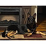 animal, black, brown, calm, collar, cozy, dog, ears_up, fireplace, fur, german_shepherd, home, household, indoor, lying_down, pet, portrait, relaxed, rug, wood_floor