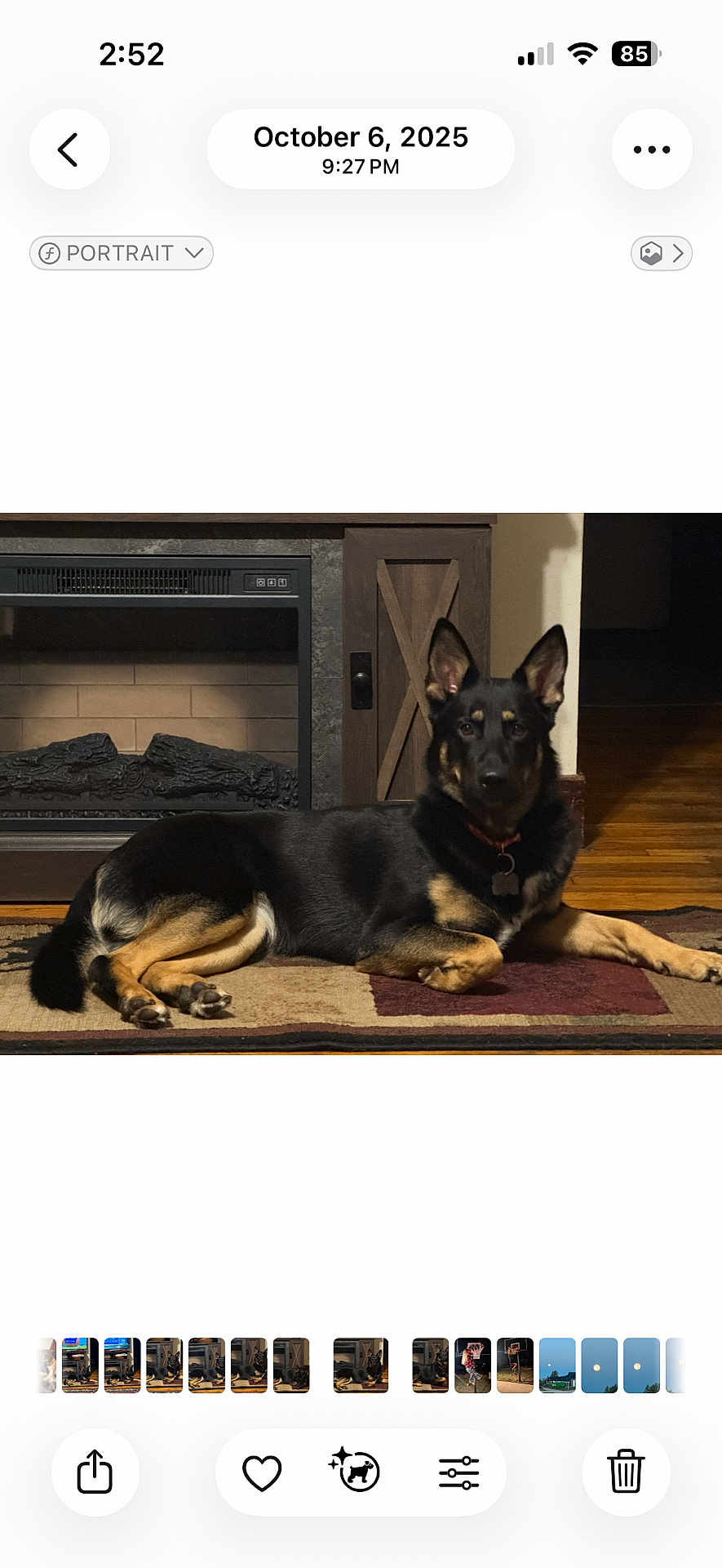 Bella is registered to the contest to win money with this photo: animal, black, brown, calm, collar, cozy, dog, ears_up, fireplace, fur, german_shepherd, home, household, indoor, lying_down, pet, portrait, relaxed, rug, wood_floor