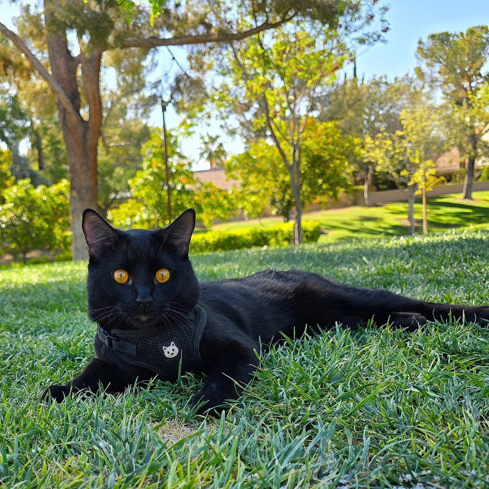 Rocky joined the competition — help win amazing prizes! animal, animal_harness, black_cat, cute, daytime, feline, golden_eyes, grass, greenery, harness, leaves, lying_down, nature, outdoor, park, pet, relaxed, scenic, sunlight, tree