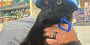 Rocky is registered to the contest to win money with this photo: animal, black_cat, blue_hat, casual_clothing, cat, feline, floor, hand, holding, indoor, lighting, orange_eyes, person, pet, products, ring, shelf, shopping, store, whiskers
