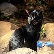Rocky joined the competition — help win amazing prizes! alert, animal, black_cat, cat, closeup, curious, daylight, eyes, fur, harness, mammal, nature, outdoor, pet, rocks, sitting, sunlight, tongue_out, whiskers, wildlife