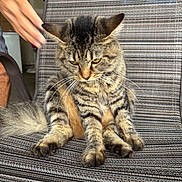 Kiera joined the competition — help win amazing prizes! cat, tabby, striped_chair, furniture, hand, pet, animal, whiskers, fur, ears, paws, indoor, domestic, striped_fabric, sitting, closeup, expression, person_hand, tail, relaxed