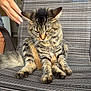cat, tabby, striped_chair, furniture, hand, pet, animal, whiskers, fur, ears, paws, indoor, domestic, striped_fabric, sitting, closeup, expression, person_hand, tail, relaxed