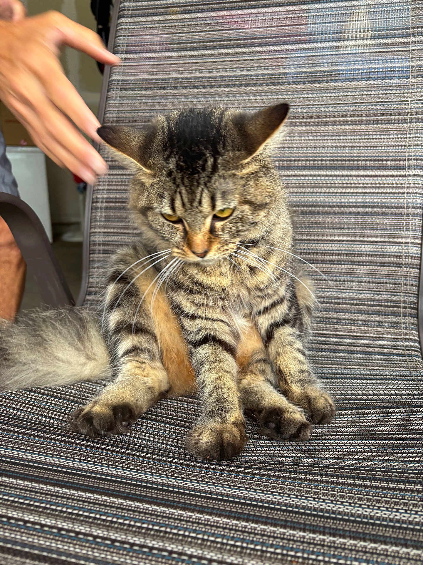 Kiera joined the competition — help win amazing prizes! cat, tabby, striped_chair, furniture, hand, pet, animal, whiskers, fur, ears, paws, indoor, domestic, striped_fabric, sitting, closeup, expression, person_hand, tail, relaxed
