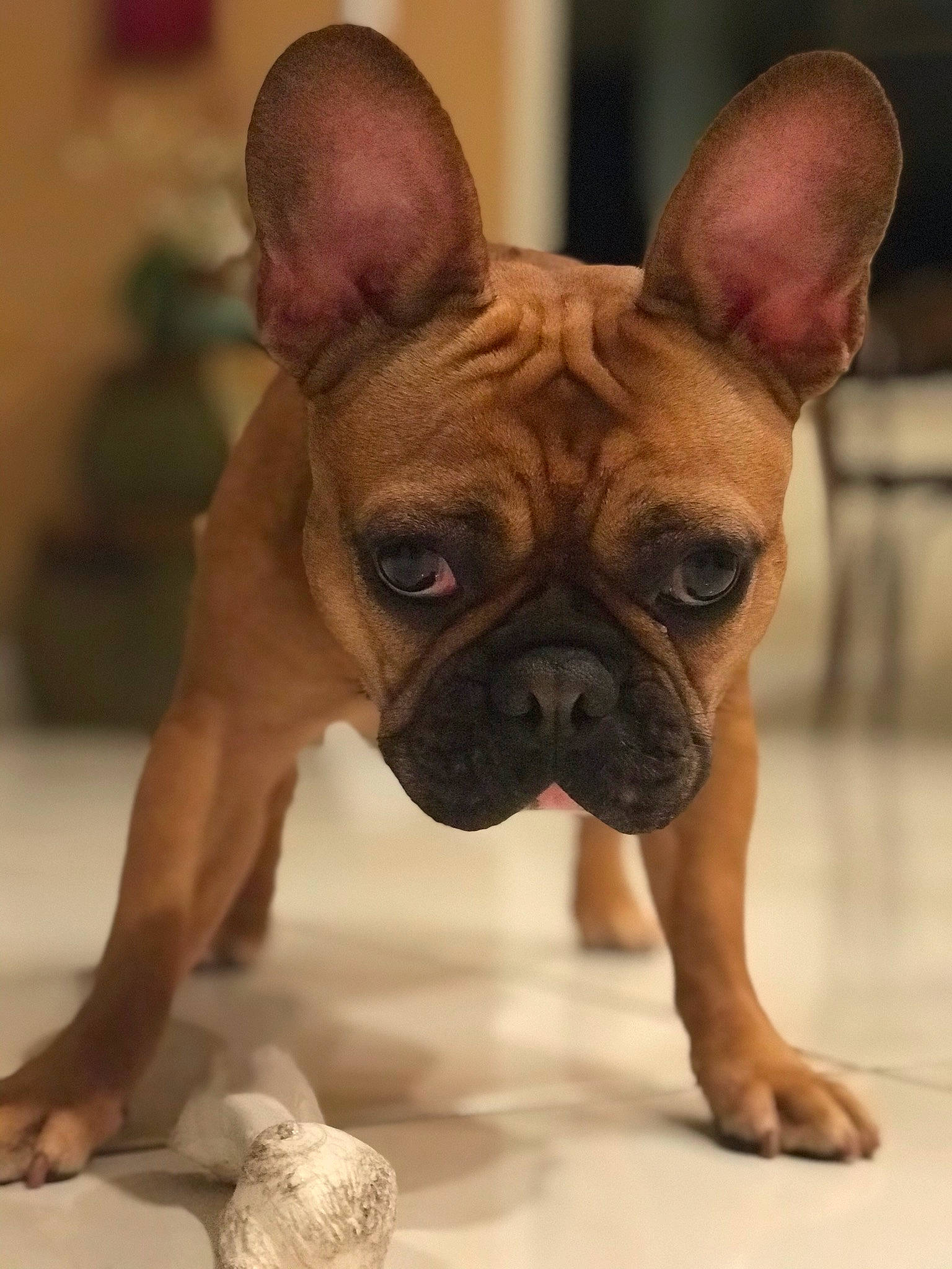 Simone joined the competition — help win amazing prizes! ancient_dog_breeds, bulldog, canidae, carnivore, companion_dog, dog, dog_breed, fawn, french_bulldog, mammal, molosser, non_sporting_group, nose, puppy, rare_breed_dog, skin, snout, sporting_group, toy_bulldog, vertebrate