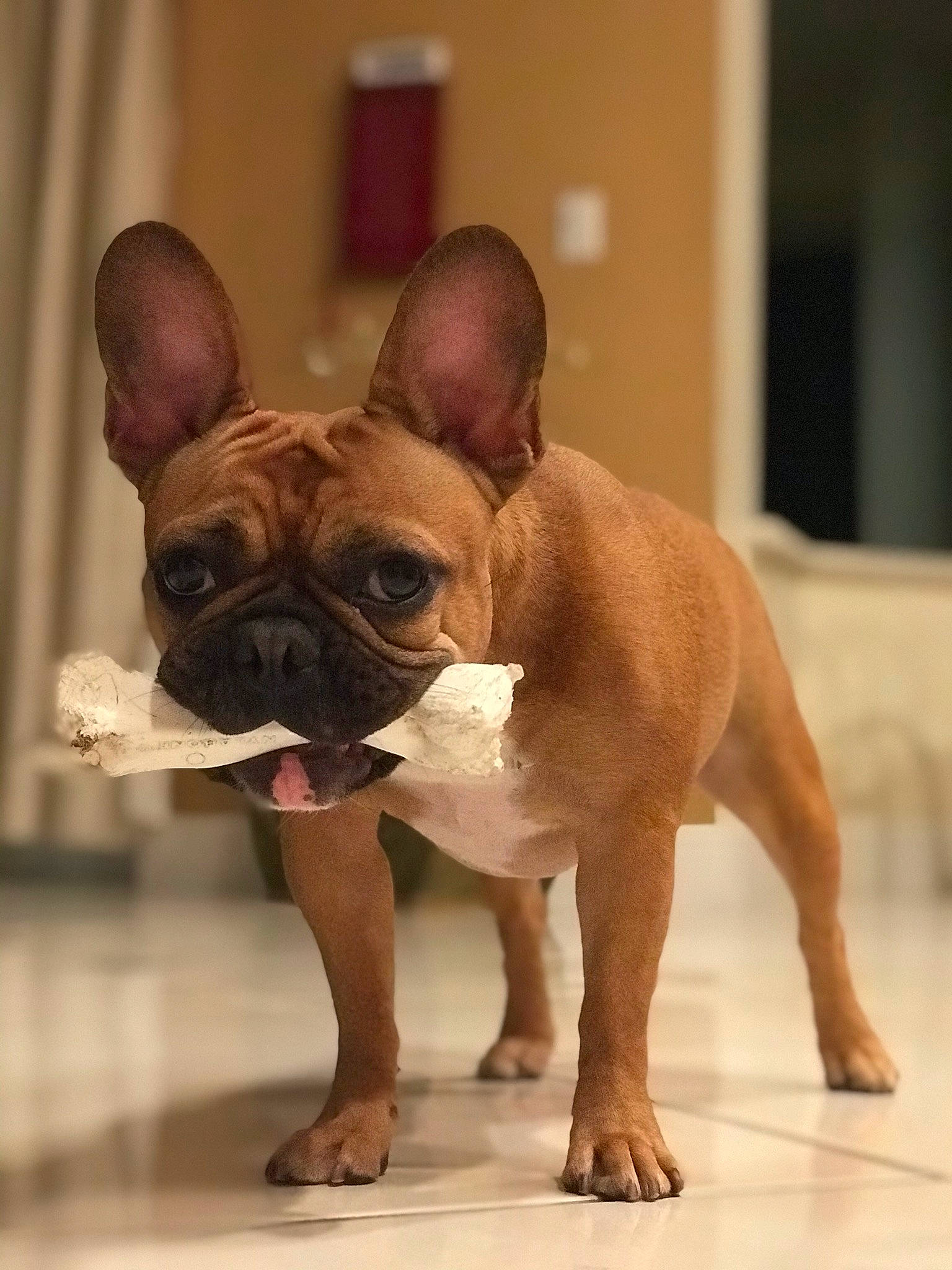 Simone is registered to the contest to win money with this photo: ancient_dog_breeds, bulldog, canidae, carnivore, companion_dog, dog, dog_breed, fawn, french_bulldog, mammal, molosser, non_sporting_group, old_english_bulldog, puppy, rare_breed_dog, skin, snout, toy_bulldog, toy_dog, vertebrate