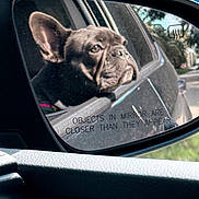 Leila is registered to the contest to win money with this photo: dog, french_bulldog, car, side_mirror, window, reflection, animal, pet, outdoor, daylight, vehicle, closeup, portrait, black_dog, face, ears, snout, road, warning_text, looking
