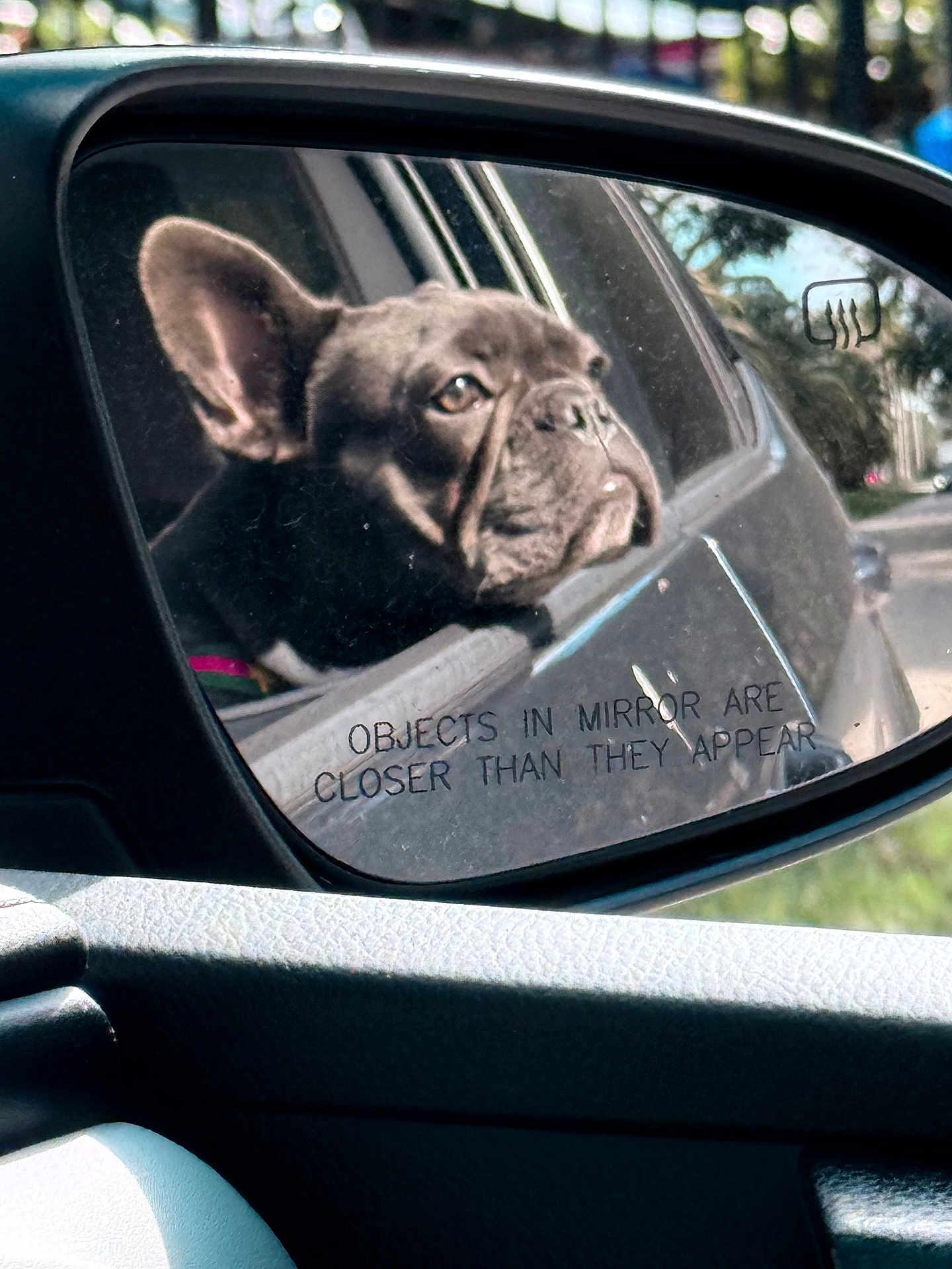 Leila is registered to the contest to win money with this photo: dog, french_bulldog, car, side_mirror, window, reflection, animal, pet, outdoor, daylight, vehicle, closeup, portrait, black_dog, face, ears, snout, road, warning_text, looking