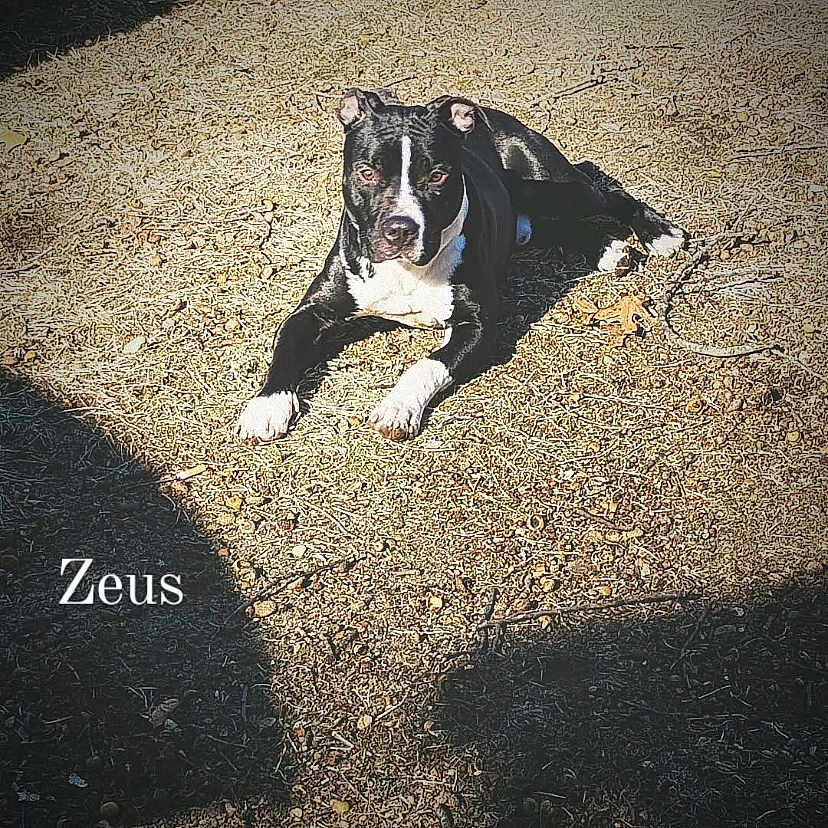 Zeus joined the competition — help win amazing prizes! advertisement, animal, bostonbull, boxer, bulldog, canine, dog, frenchbulldog, pet, pitbull, poster, puppy