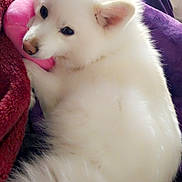 Katsu is registered to the contest to win money with this photo: dog, white_dog, fluffy, pet, toy, pink_toy, blanket, purple_blanket, cozy, cute, indoor, fur, animal, snuggle, relaxing, companion, nose, ears, paw, sleepy