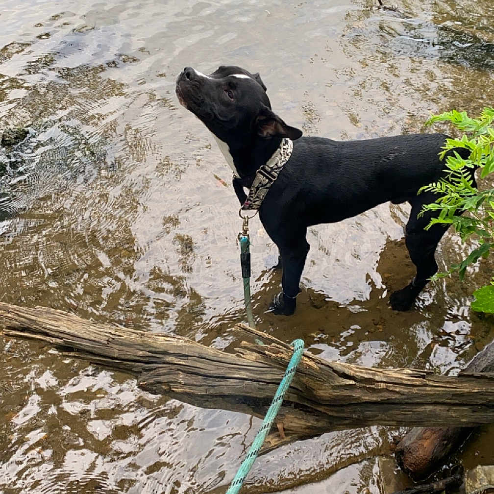 Kole joined the competition — help win amazing prizes! accessories, animal, beach, canine, coast, dog, hound, lake, leash, nature, outdoors, pet, plant, sea, shoreline, soil, strap, tree, water, wood