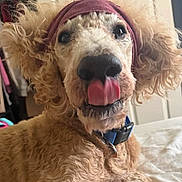 Moose is registered to the contest to win money with this photo: dog, poodle, curly_fur, tongue_out, close_up, pet, collar, nose, ears, headband, indoor, bedroom, fur, portrait, playful, expression, cute, mischievous, animal, domestic