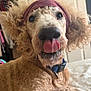 dog, poodle, curly_fur, tongue_out, close_up, pet, collar, nose, ears, headband, indoor, bedroom, fur, portrait, playful, expression, cute, mischievous, animal, domestic