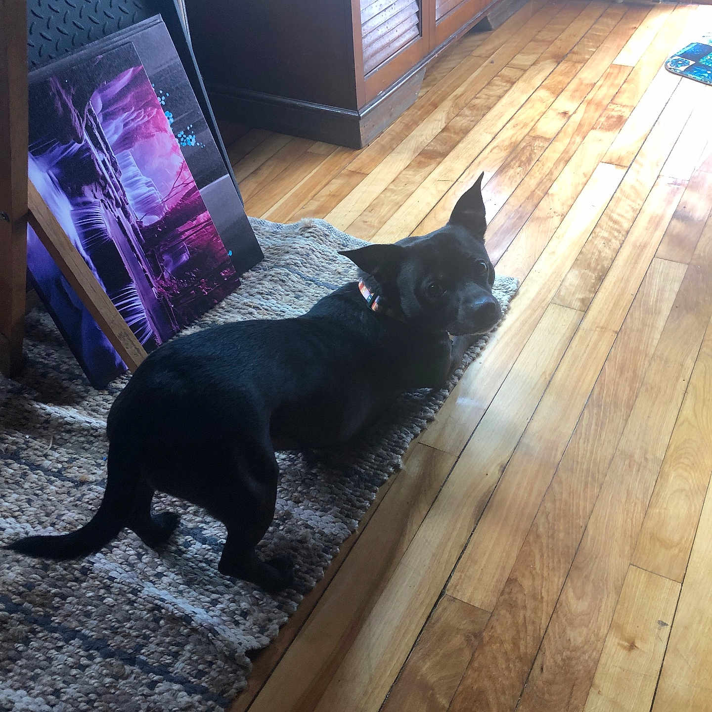 Bronson Saint Blake is registered to the contest to win money with this photo: animal, artwork, black_dog, collar, colorful, cozy, curious, dog, ears, flooring, furniture, home, indoor, light, looking_back, painting, pet, rug, shadow, wooden_floor