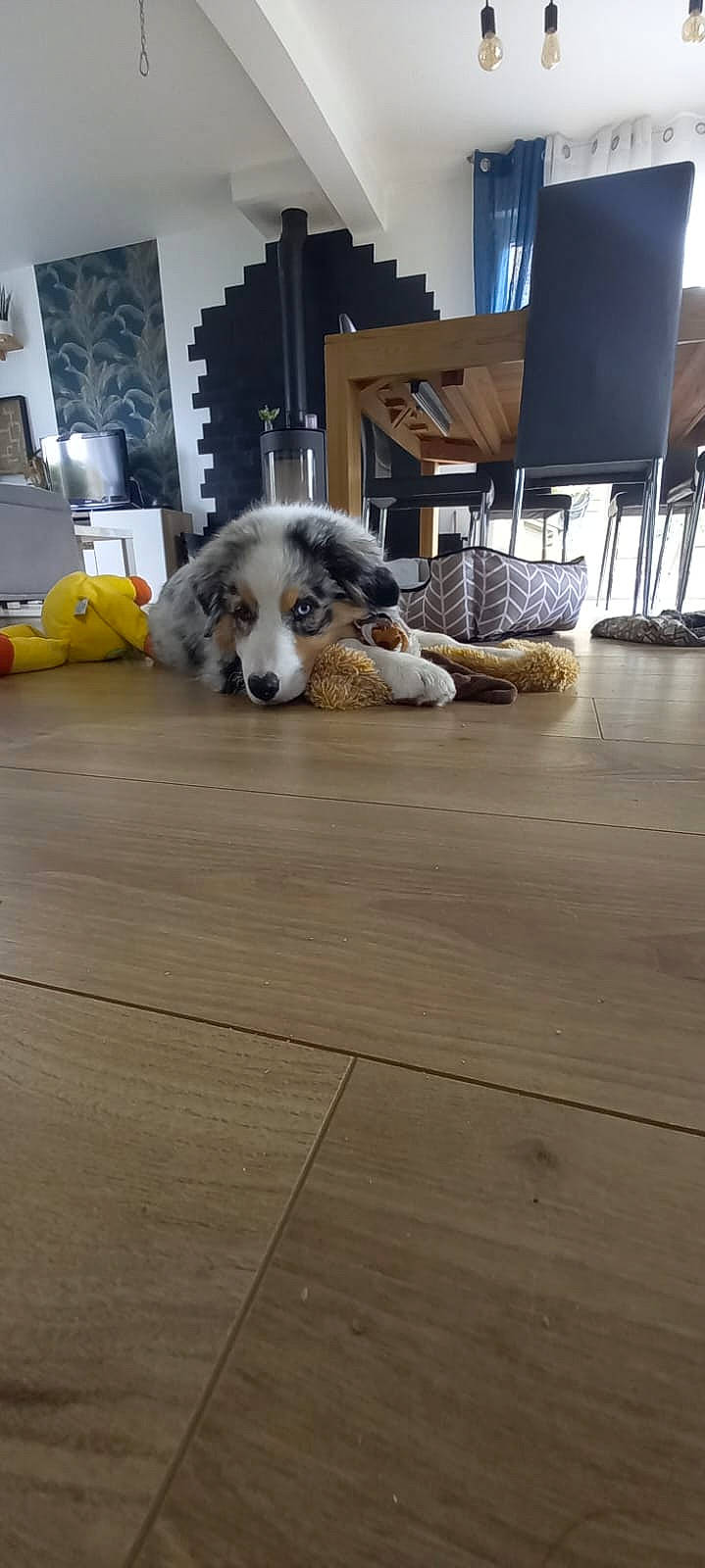 Taho a rejoint le concours — aidez-le/la à gagner de superbes lots ! carnivore, companion_dog, couch, dog, dog_breed, dog_supply, floor, flooring, fur, furniture, grey, hardwood, laminate_flooring, living_room, picture_frame, room, table, wood, wood_flooring, working_animal