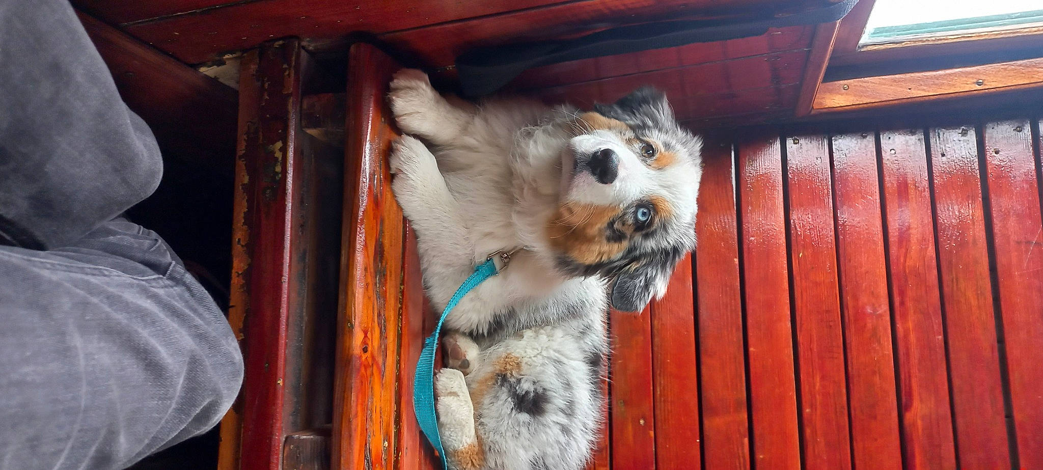 Taho participe au concours pour gagner de l'argent avec cette photo : animal_shelter, canidae, carnivore, companion_dog, dog, dog_breed, door, fawn, felidae, fur, house, mammal, pet_supply, small_to_medium_sized_cats, snout, sporting_group, tail, whiskers, window, wood