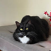 Felix joined the competition — help win amazing prizes! cat, black_cat, white_fur, yellow_eyes, fluffy, pet, indoor, bench, cushioned_bench, gray_furniture, whiskers, relaxed, resting, looking, decor, red_stars, feline, animal, domestic, cozy