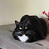 cat, black_cat, white_fur, yellow_eyes, fluffy, pet, indoor, bench, cushioned_bench, gray_furniture, whiskers, relaxed, resting, looking, decor, red_stars, feline, animal, domestic, cozy